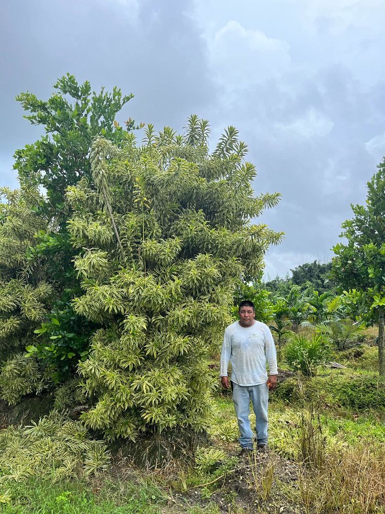 dracaena-reflexa-song-of-india-pleomele-dracaena-reflexa-variegata