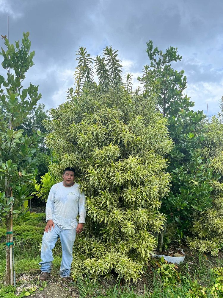 dracaena-reflexa-song-of-india-pleomele-dracaena-reflexa-variegata
