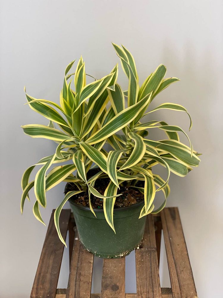 dracaena-reflexa-song-of-india-pleomele-dracaena-reflexa-variegata
