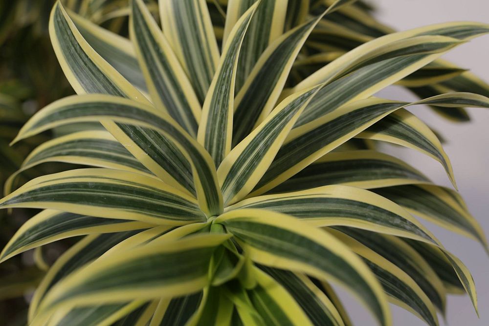 dracaena-reflexa-song-of-india-pleomele-dracaena-reflexa-variegata