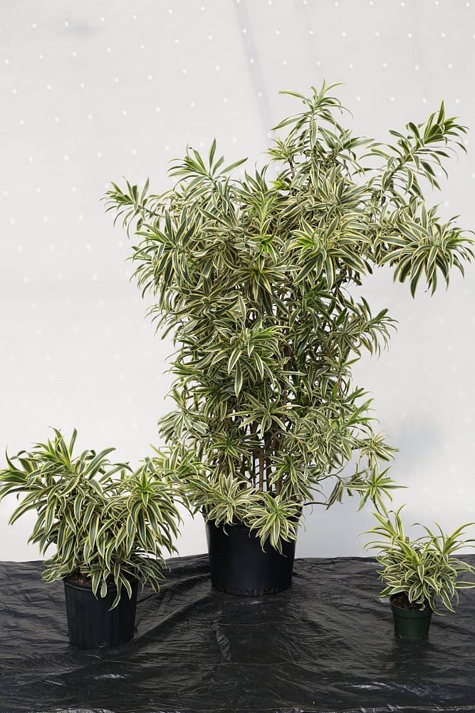 dracaena-reflexa-song-of-india-pleomele-dracaena-reflexa-variegata