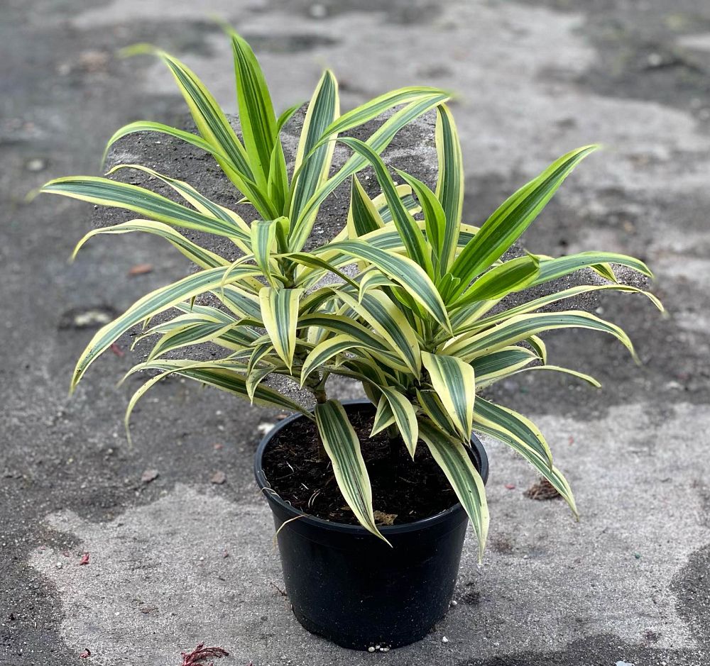 dracaena-reflexa-song-of-india-pleomele-dracaena-reflexa-variegata