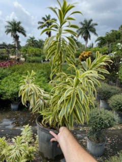 dracaena-reflexa-song-of-india-pleomele-dracaena-reflexa-variegata
