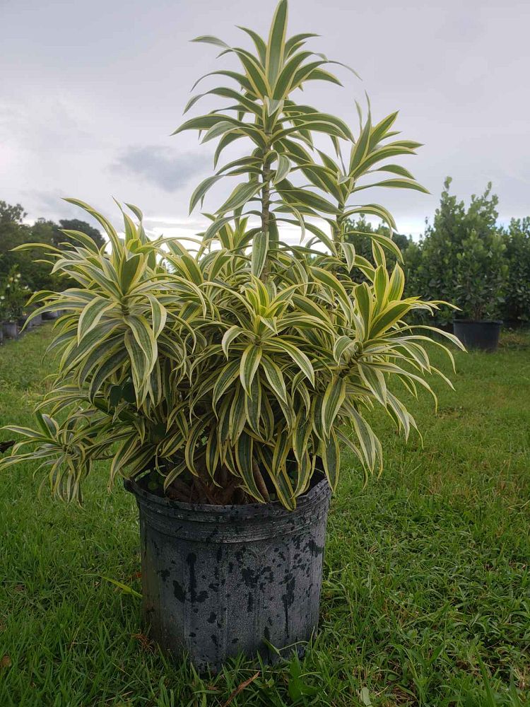 dracaena-reflexa-song-of-india-pleomele-dracaena-reflexa-variegata