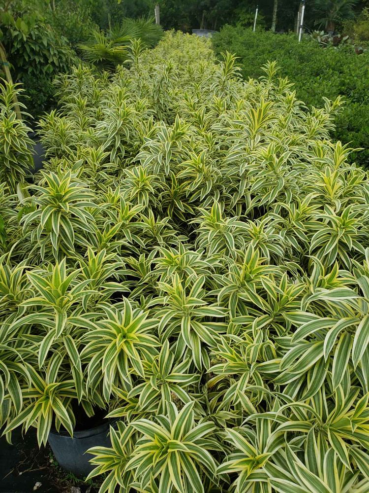 dracaena-reflexa-song-of-india-pleomele-dracaena-reflexa-variegata