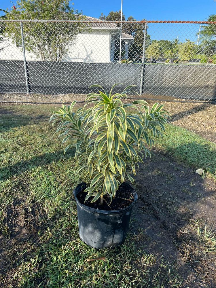 dracaena-reflexa-song-of-india-pleomele-dracaena-reflexa-variegata