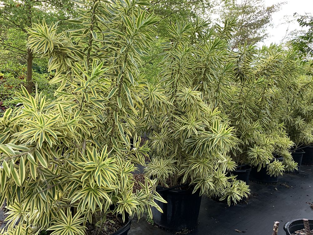 dracaena-reflexa-song-of-india-pleomele-dracaena-reflexa-variegata