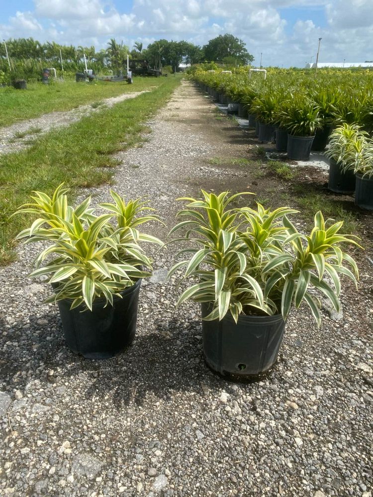 dracaena-reflexa-song-of-india-pleomele-dracaena-reflexa-variegata