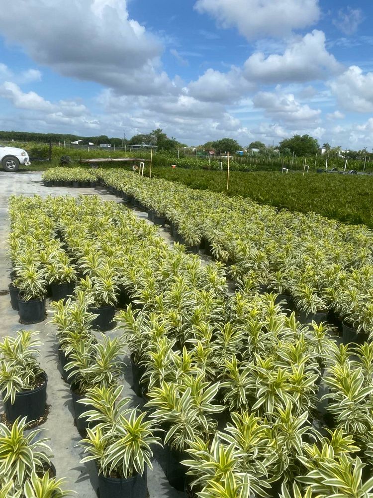 dracaena-reflexa-song-of-india-pleomele-dracaena-reflexa-variegata
