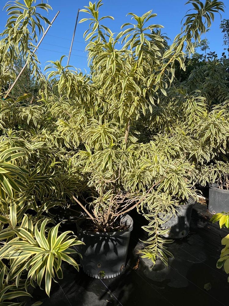 dracaena-reflexa-song-of-india-pleomele-dracaena-reflexa-variegata