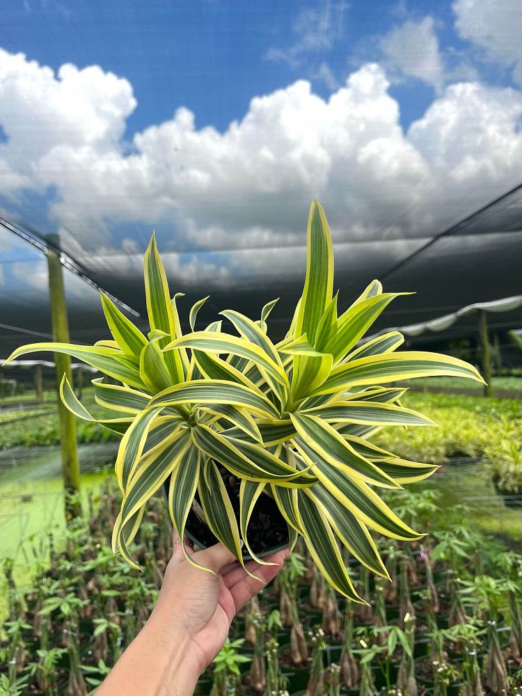 dracaena-reflexa-song-of-india-pleomele-dracaena-reflexa-variegata