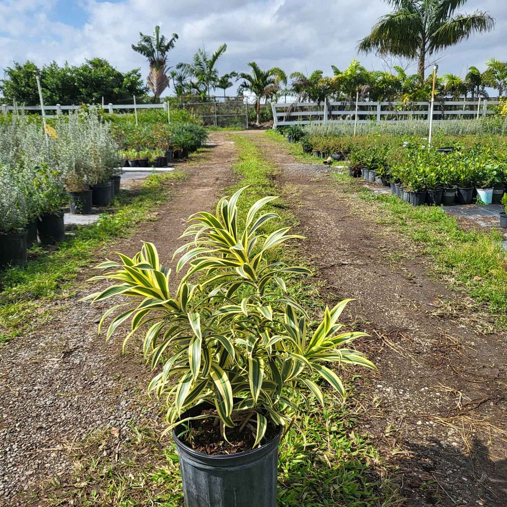 dracaena-reflexa-song-of-india-pleomele-dracaena-reflexa-variegata