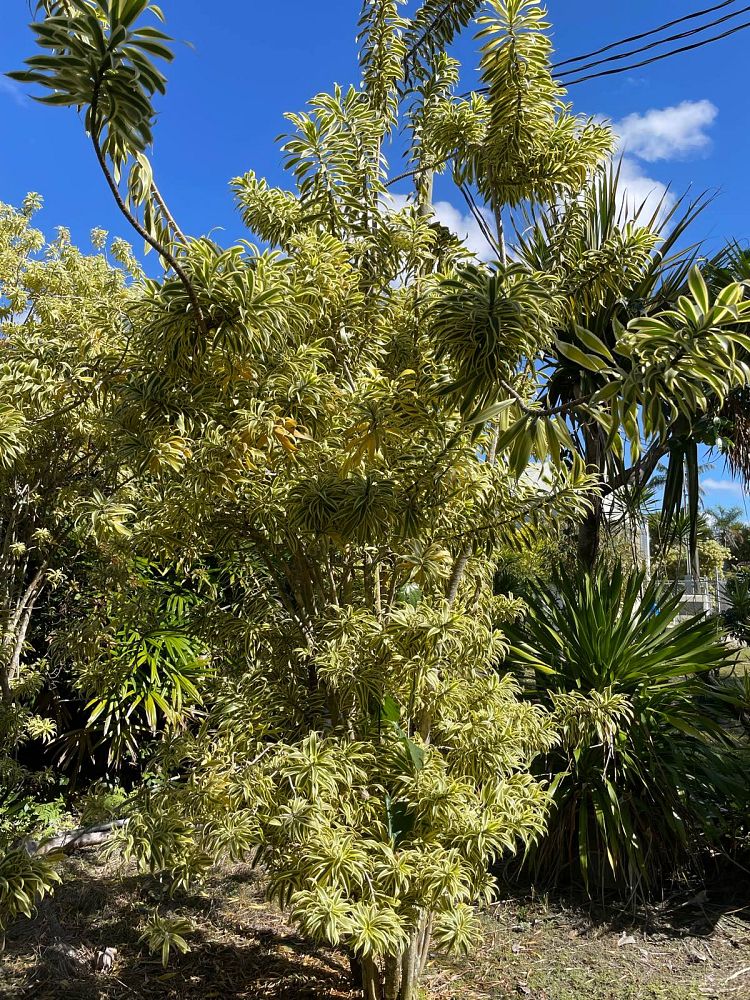 dracaena-reflexa-song-of-india-pleomele-dracaena-reflexa-variegata