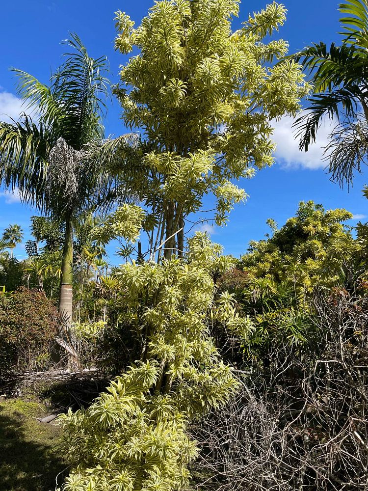 dracaena-reflexa-song-of-india-pleomele-dracaena-reflexa-variegata