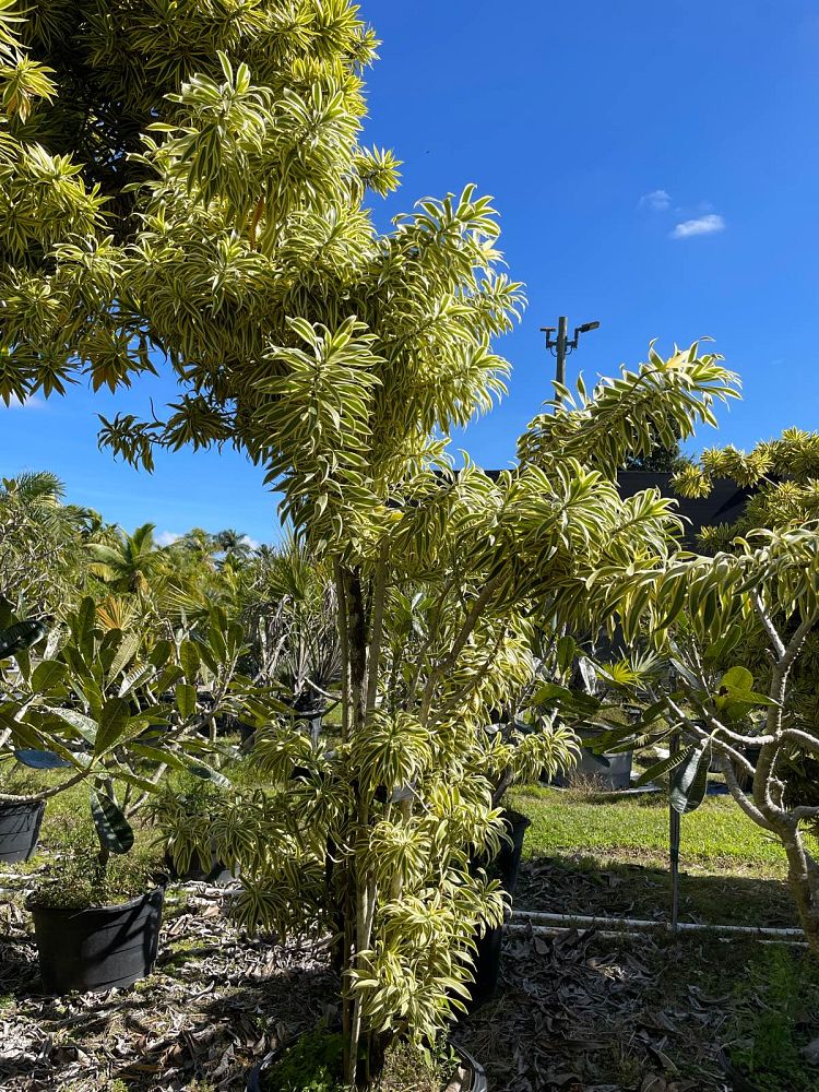 dracaena-reflexa-song-of-india-pleomele-dracaena-reflexa-variegata