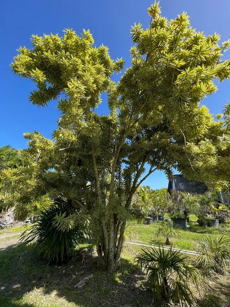 dracaena-reflexa-song-of-india-pleomele-dracaena-reflexa-variegata