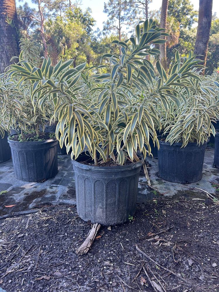 dracaena-reflexa-song-of-india-pleomele-dracaena-reflexa-variegata