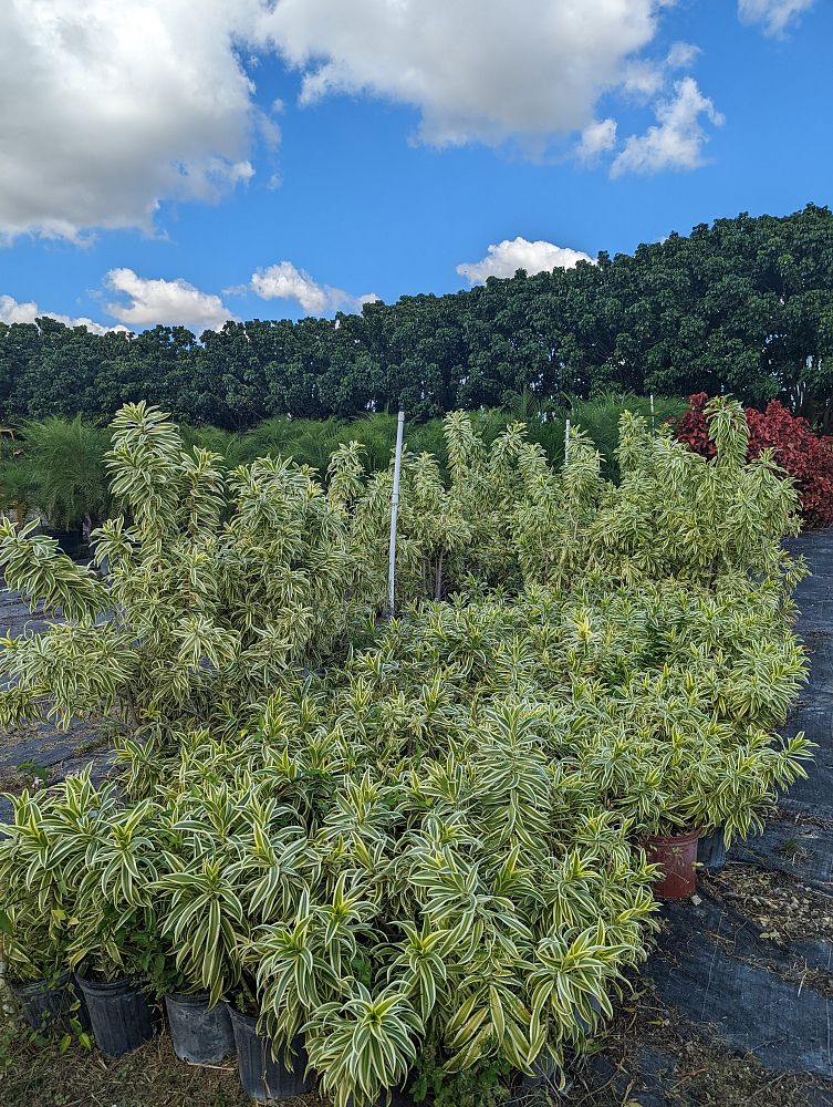 dracaena-reflexa-song-of-india-pleomele-dracaena-reflexa-variegata