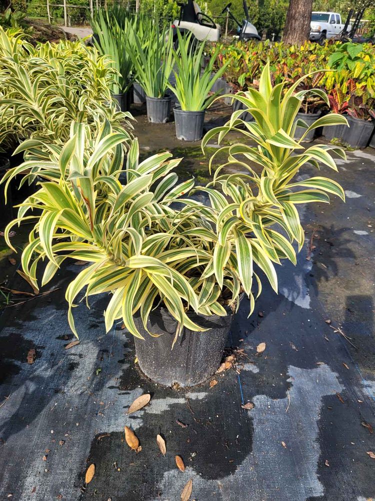 dracaena-reflexa-song-of-india-pleomele-dracaena-reflexa-variegata