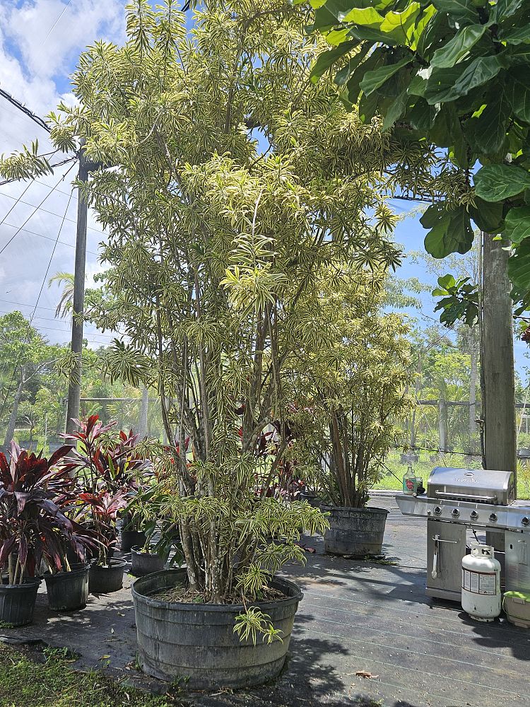 dracaena-reflexa-song-of-india-pleomele-dracaena-reflexa-variegata
