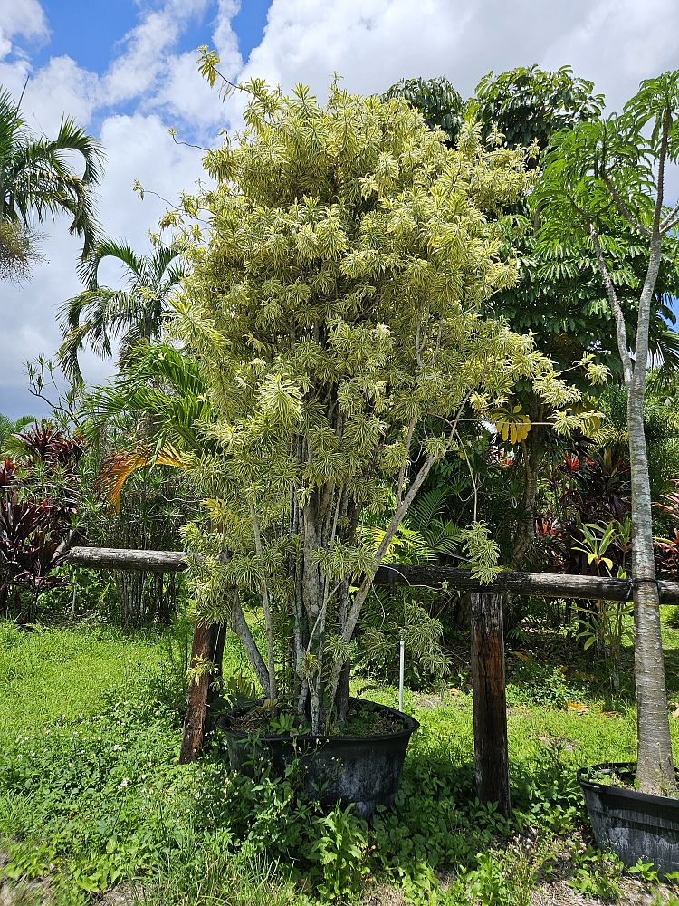 dracaena-reflexa-song-of-india-pleomele-dracaena-reflexa-variegata