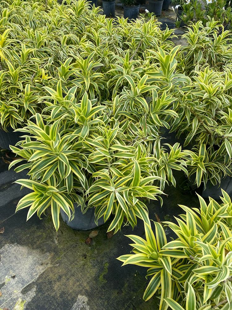 dracaena-reflexa-song-of-india-pleomele-dracaena-reflexa-variegata