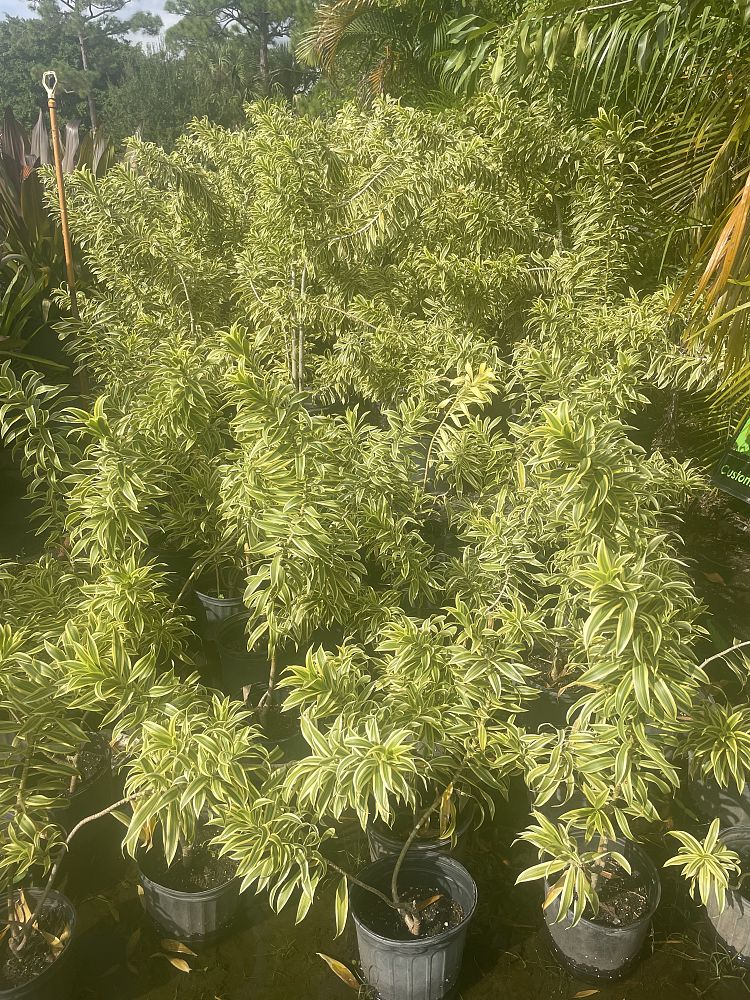 dracaena-reflexa-song-of-india-pleomele-dracaena-reflexa-variegata