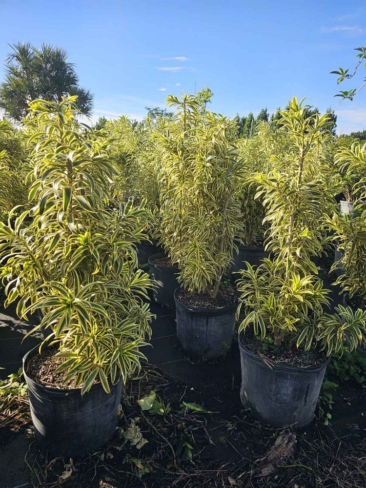 dracaena-reflexa-song-of-india-pleomele-dracaena-reflexa-variegata
