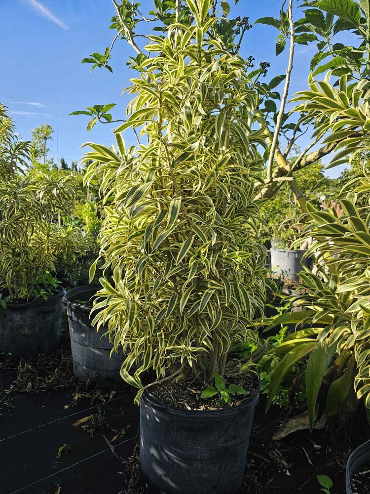 dracaena-reflexa-song-of-india-pleomele-dracaena-reflexa-variegata