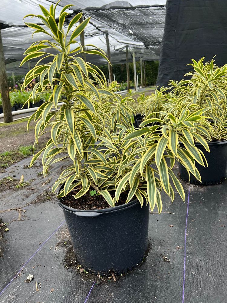 dracaena-reflexa-song-of-india-pleomele-dracaena-reflexa-variegata