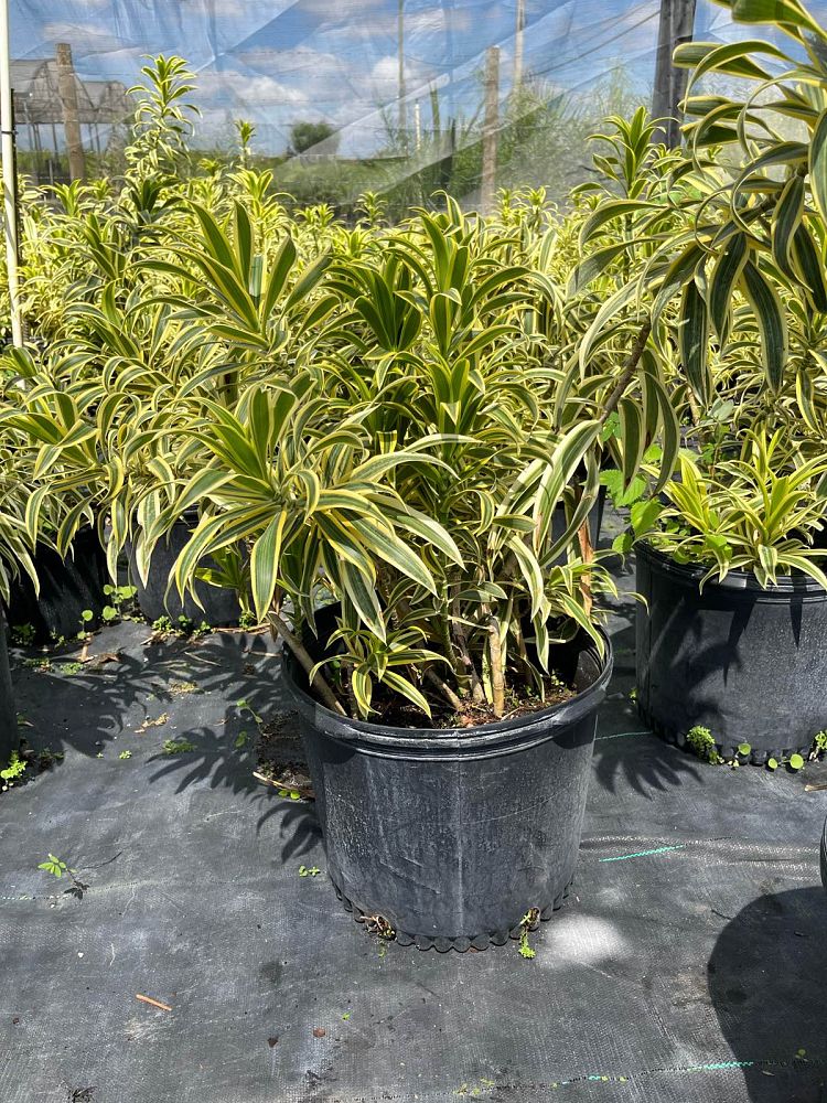 dracaena-reflexa-song-of-india-pleomele-dracaena-reflexa-variegata