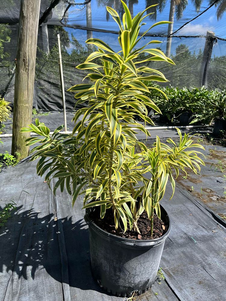 dracaena-reflexa-song-of-india-pleomele-dracaena-reflexa-variegata