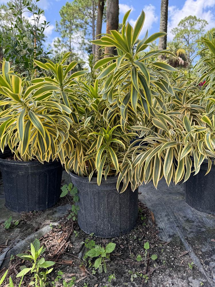 dracaena-reflexa-song-of-india-pleomele-dracaena-reflexa-variegata