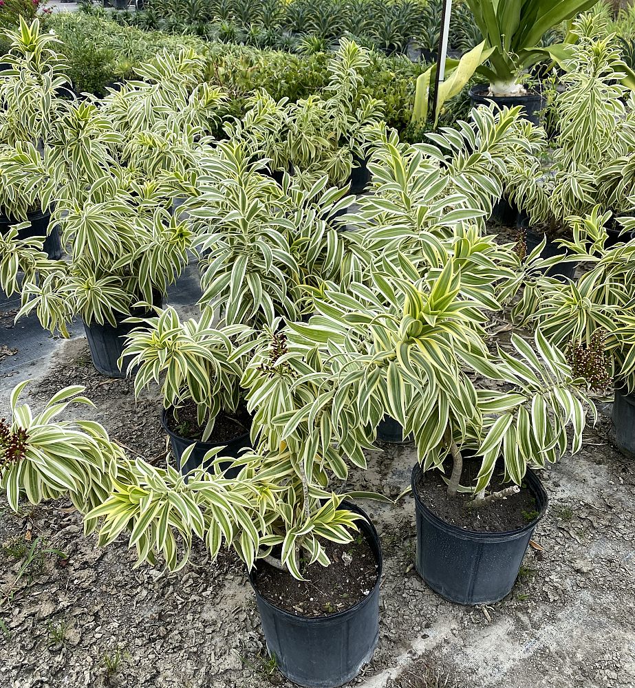 dracaena-reflexa-song-of-india-pleomele-dracaena-reflexa-variegata