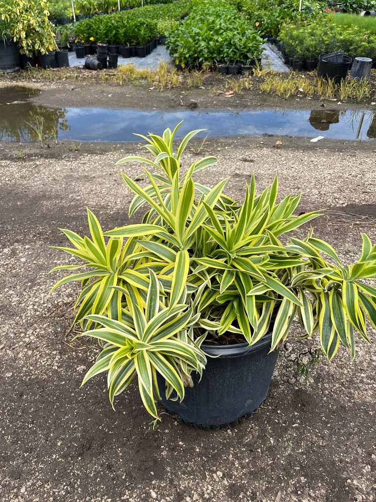 dracaena-reflexa-song-of-india-pleomele-dracaena-reflexa-variegata
