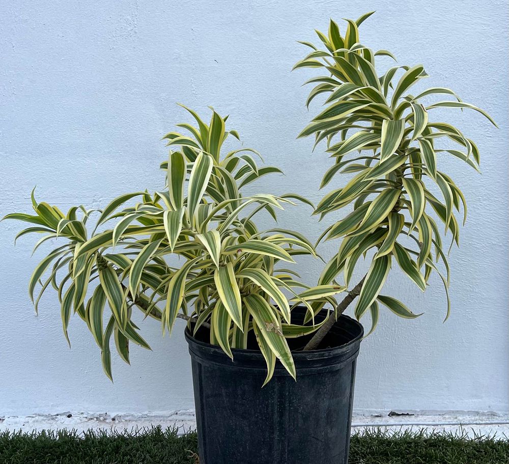 dracaena-reflexa-song-of-india-pleomele-dracaena-reflexa-variegata