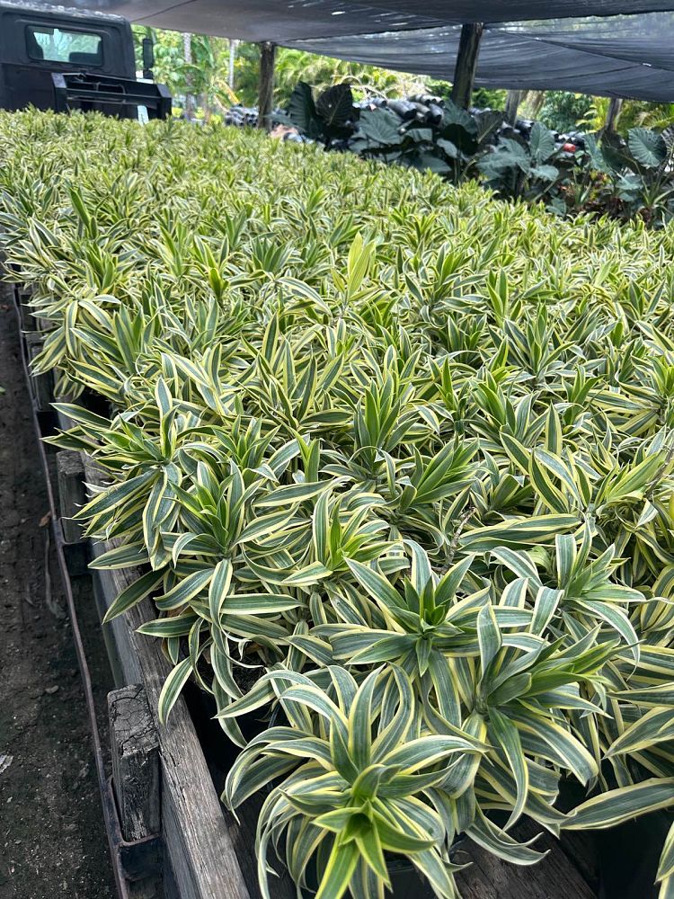 dracaena-reflexa-song-of-india-pleomele-dracaena-reflexa-variegata