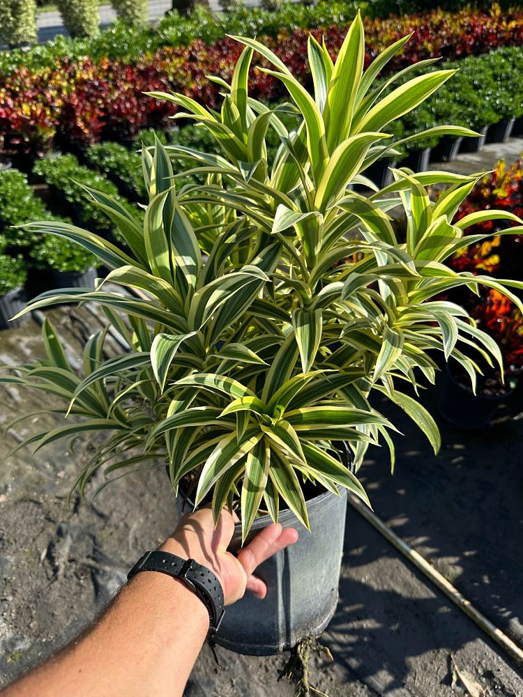 dracaena-reflexa-song-of-india-pleomele-dracaena-reflexa-variegata