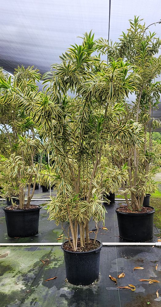 dracaena-reflexa-song-of-india-pleomele-dracaena-reflexa-variegata