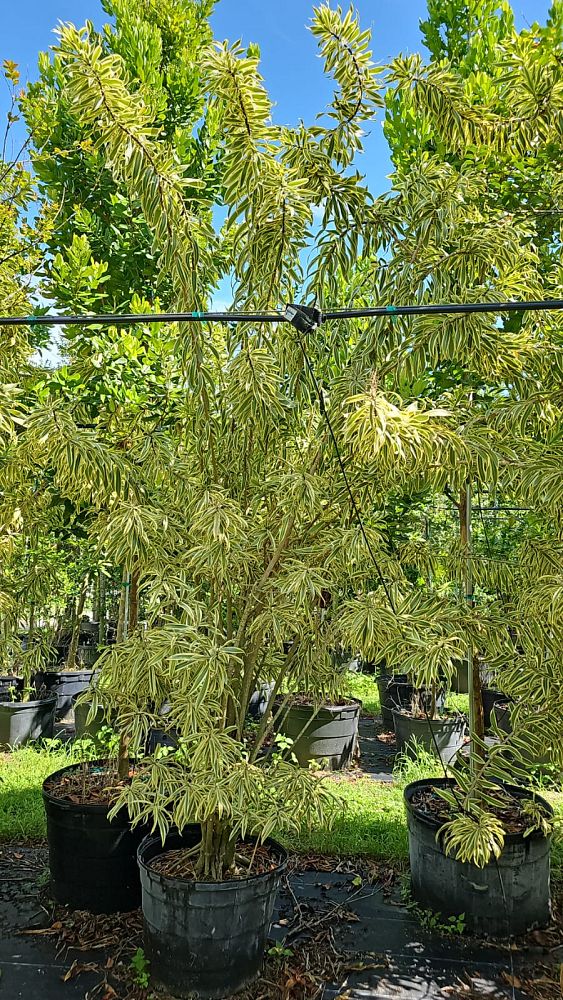 dracaena-reflexa-song-of-india-pleomele-dracaena-reflexa-variegata