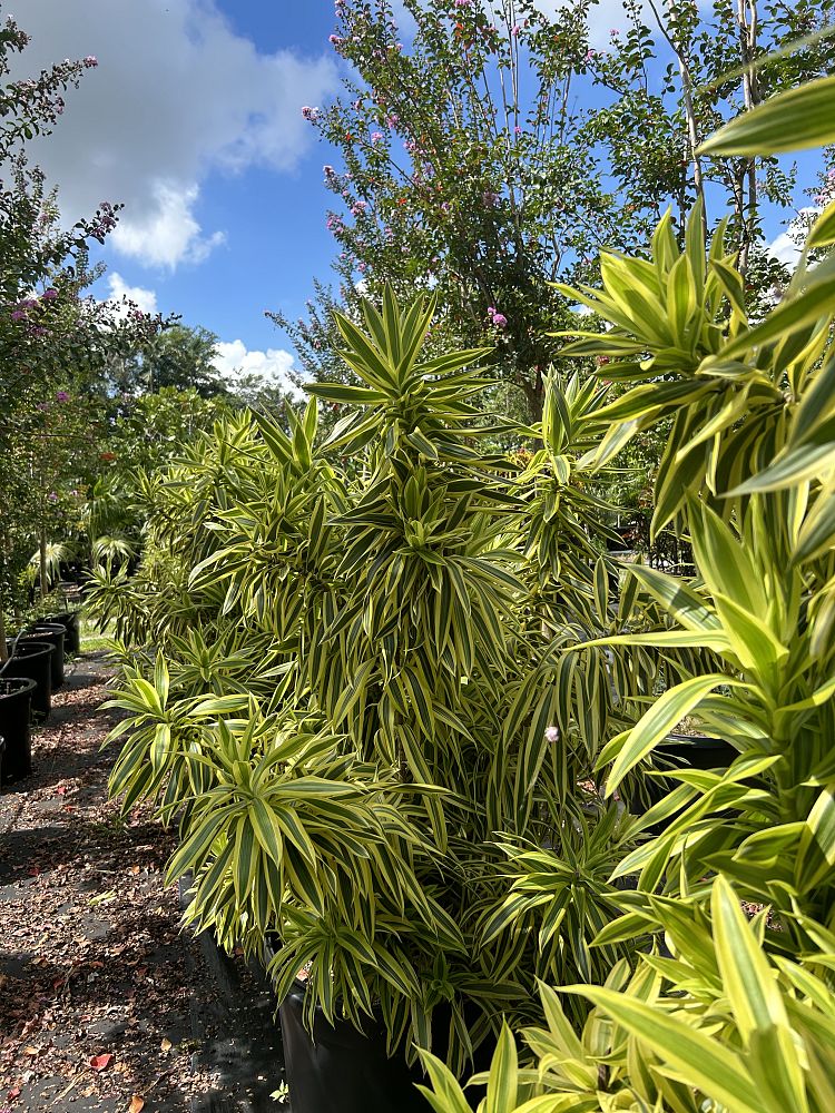 dracaena-reflexa-song-of-india-pleomele-dracaena-reflexa-variegata