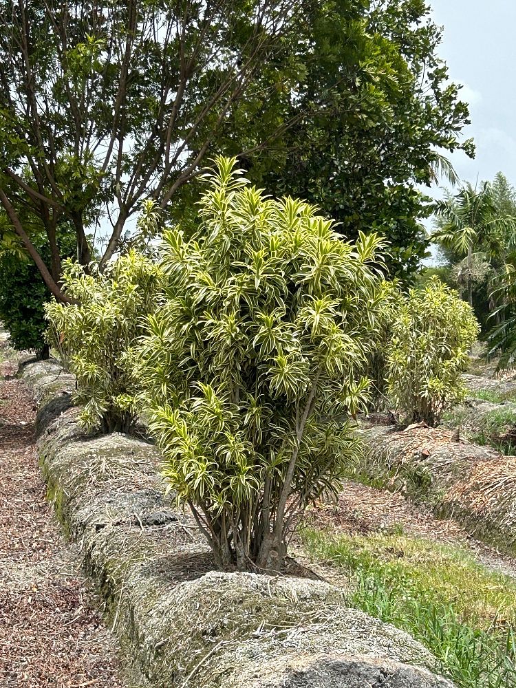 dracaena-reflexa-song-of-india-pleomele-dracaena-reflexa-variegata