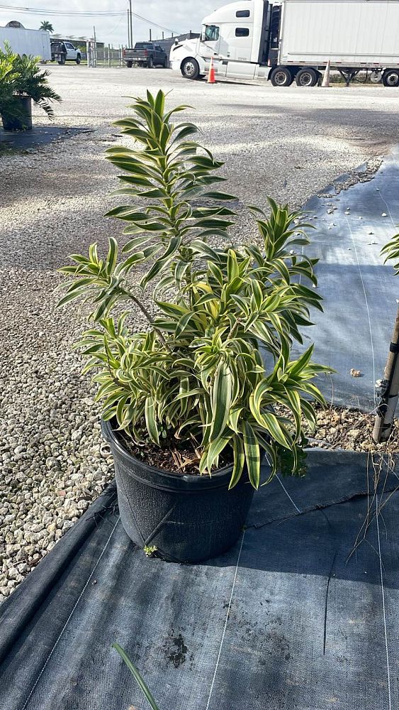 dracaena-reflexa-song-of-india-pleomele-dracaena-reflexa-variegata