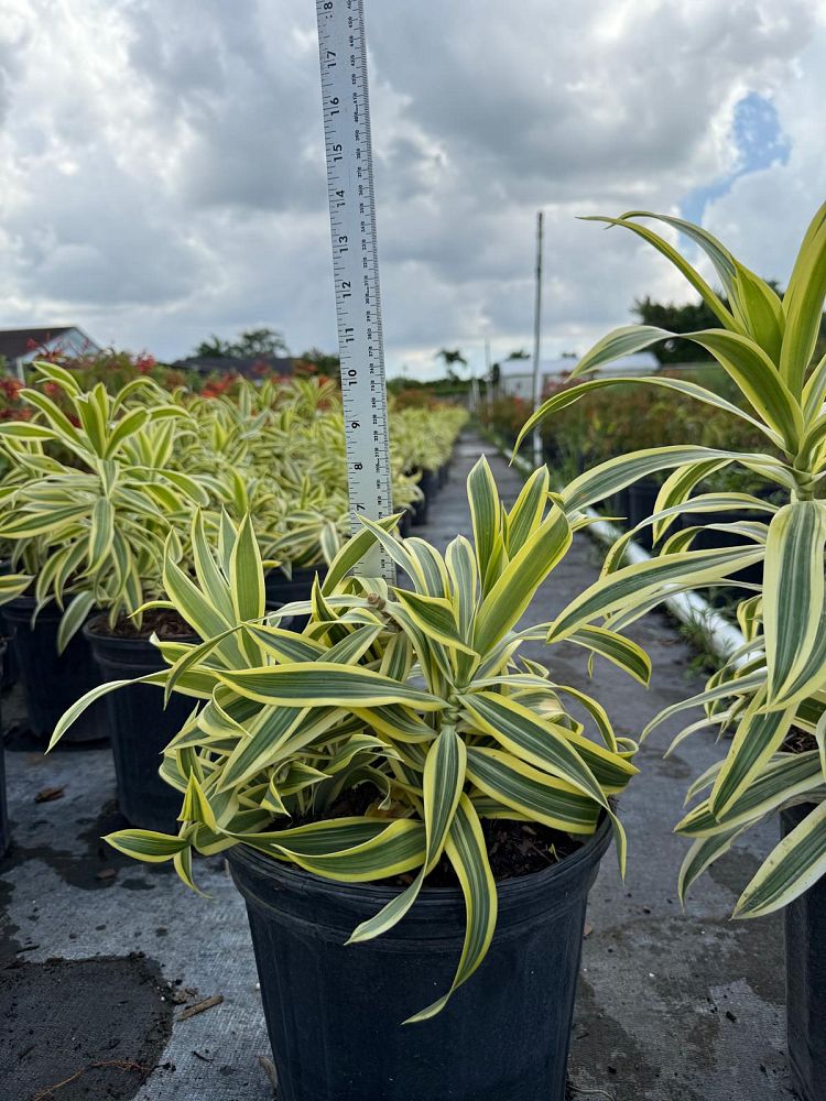 dracaena-reflexa-song-of-india-pleomele-dracaena-reflexa-variegata