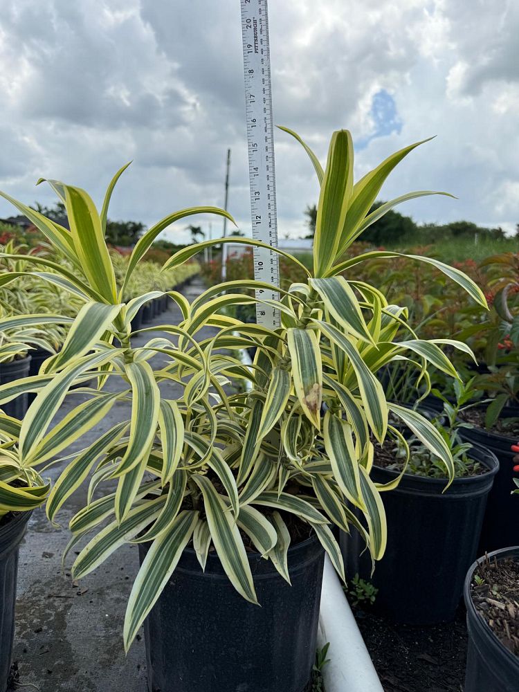 dracaena-reflexa-song-of-india-pleomele-dracaena-reflexa-variegata