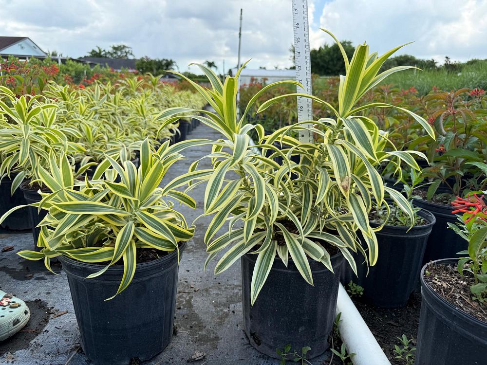 dracaena-reflexa-song-of-india-pleomele-dracaena-reflexa-variegata
