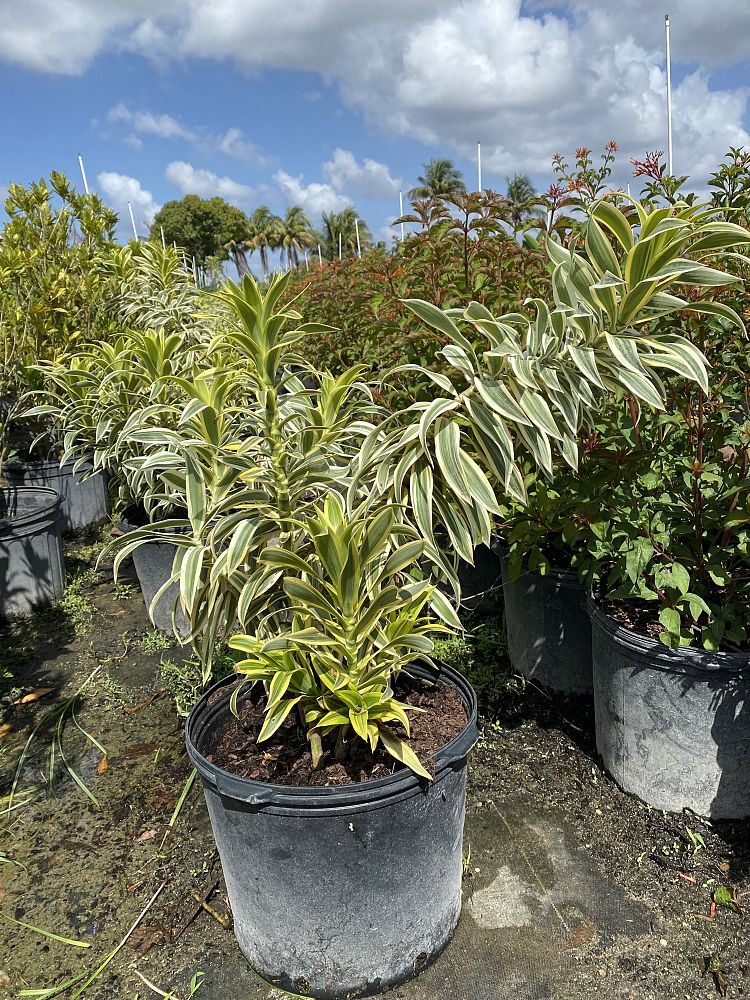 dracaena-reflexa-song-of-india-pleomele-dracaena-reflexa-variegata