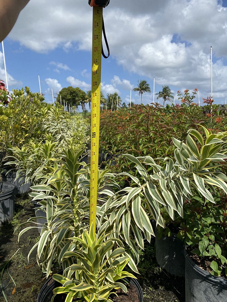 dracaena-reflexa-song-of-india-pleomele-dracaena-reflexa-variegata