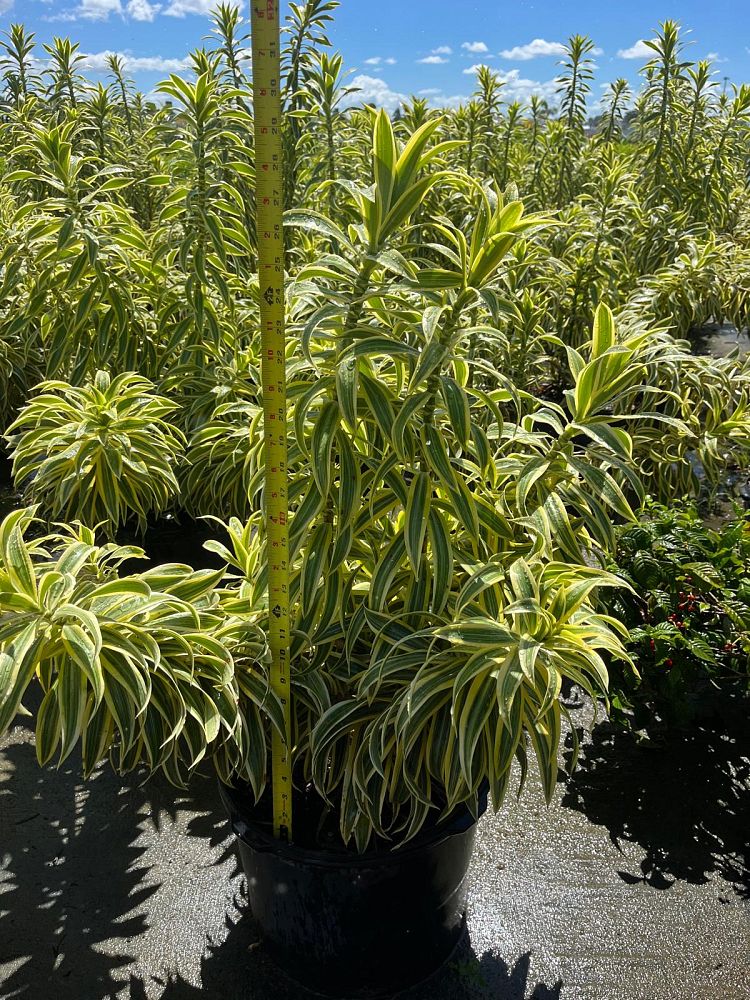 dracaena-reflexa-song-of-india-pleomele-dracaena-reflexa-variegata