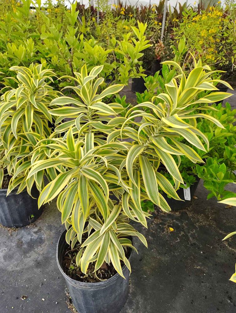 dracaena-reflexa-song-of-india-pleomele-dracaena-reflexa-variegata